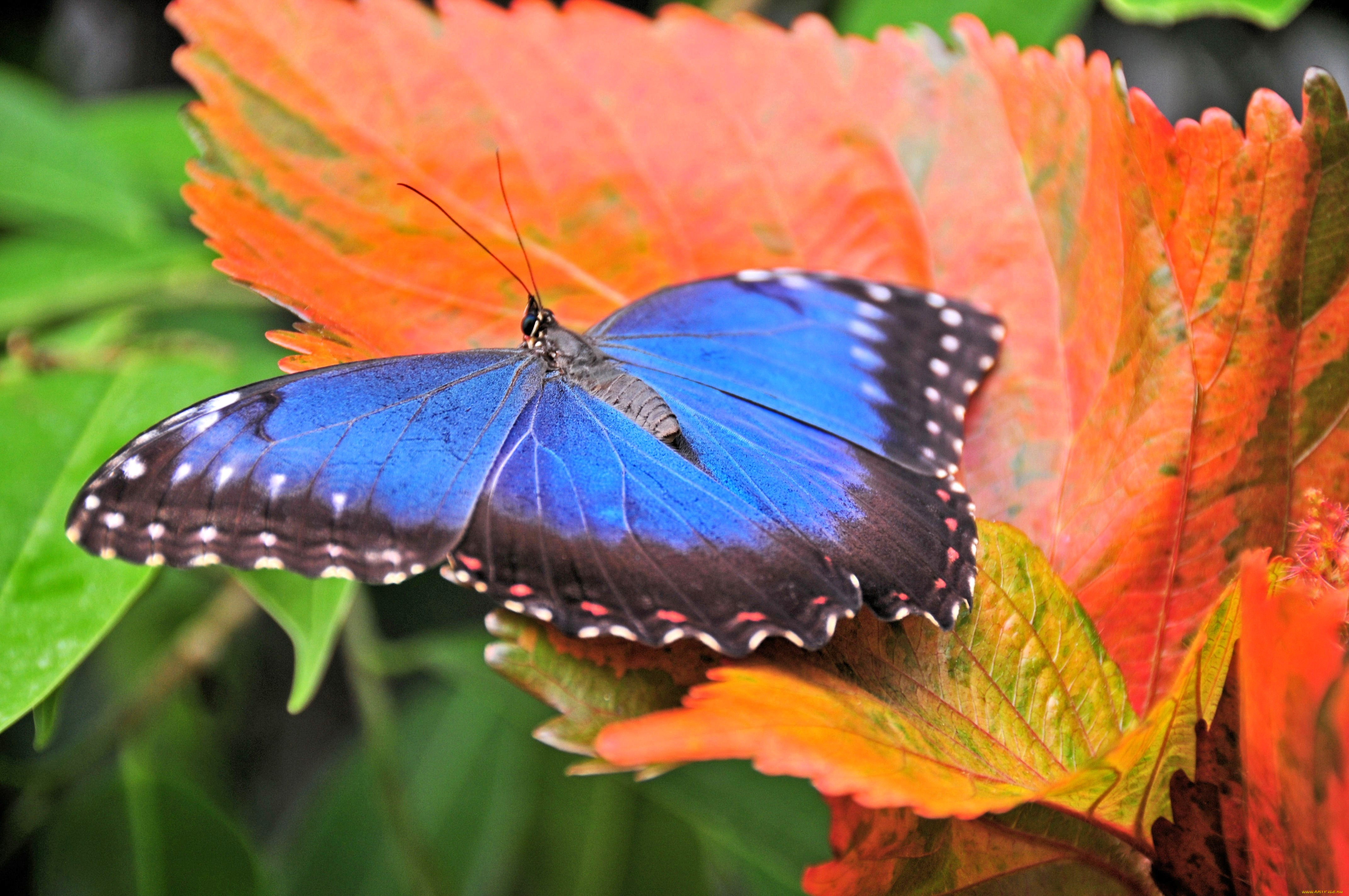 Бабочка с яркими крыльями. Олимпиус Инферно бабочка. Горгеус бабочка. Яркие бабочки. Синяя бабочка.